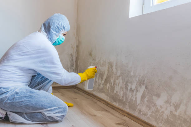 Black mold inspection in Celina